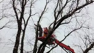 Bomensnoei Hoogwerker/Tree pruning/Elalage Arbres/28Januari/Winter in Holland 2025/26-14