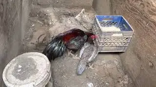 BOOM - had to exercise him, getting too fat topping hens