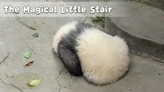 The Magical Little Stair | iPanda