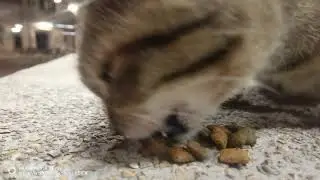 Nice the food asmr cat 