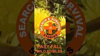 Dandelions - An Easy to Identify Fall Wild Edible #outdoors #survival