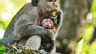 it is second baby monkey for young mom Dakota, welcome to new baby just born today