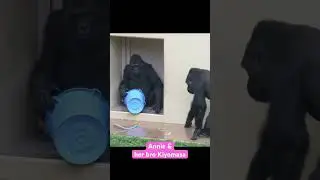 Female gorilla intimidates her bro with a blue bucket. #gorilla #Annie #shabani