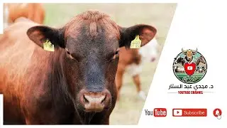 دوره تسمين العجول عيد الاضحي المبارك 2026 الحلقه الرابعه