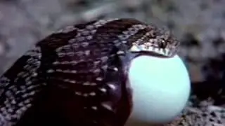 Serpiente engullendo