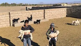 **Pure rural moments &mdash; children playing with little goats in the village.**