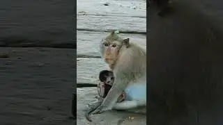 Monkey Shorts 2023/#Funny Videos Monkey #Shorts/ Short Monkeys.