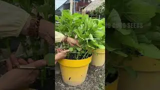 Harvesting amaranth grown in pots #farming #gardening