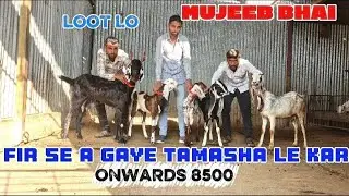 MUJEEB BHAI LE KAR AYE TOP QUALITY KIDS AND FEMALE ONWARDS 8500#goat #goatfarming #trader #animals 