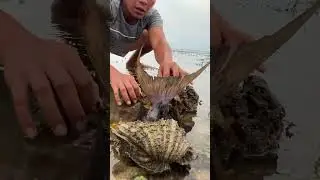 Shallow Water Giant