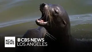 Possible domoic acid outbreak leaves more than a dozen sea lions sick in Malibu