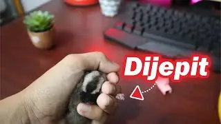 CARA MEMOTONG KUKU SUGAR GLIDER JOEY AKTIF & JUMPY!