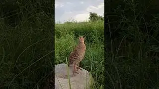 Gray Desi partridge sounds