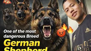 Most Dangerous Dog in the World || German Shepherd | @Engocreatorx