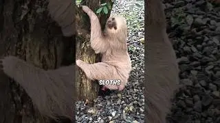 Sloths Only Poop Once a Week! 😳