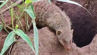 Safari Animals from Big to Small - SAFARI ACTION ep.2