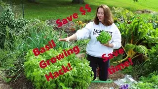 Basil growing hack | An inexpensive way to grow a lot of basil in your garden