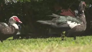 Ducks causing problems in JP neighborhood