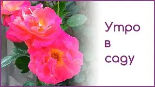 Утро в саду
