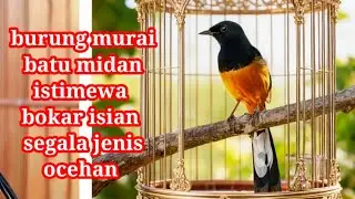 Burung murai batu Medan bongkar isian dahsat buat pancingan burung kontes
