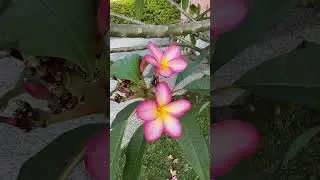 Hawaiian flowers