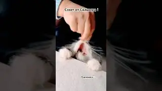 Поддержка канала💖Сбер 5336 6901 4942 1440 #юмор #cat #кот #рек #позитив #котики #еда #мясо #тренды