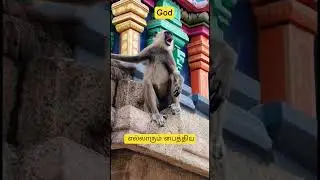 😜எல்லாரும் பைத்திய😜 #tamilshorts #funny #funnyanimal #mictappa #tamilcomedy #viralvideo #viralshort