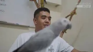 Introduction About Parrot Mall Malaysia & The Community Free Fly Parrot Malaysia