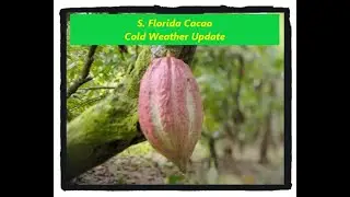 Cacao Cold Weather Update Jan 2026