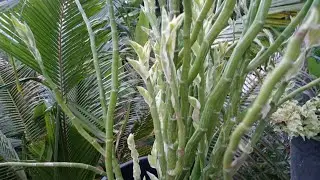 നമുക്ക് 