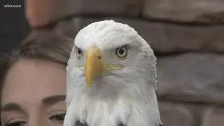 Challenger the Eagle to retire from free-flighted appearances but will continue to educate others