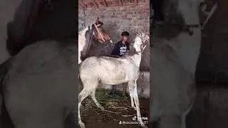Ghoda video