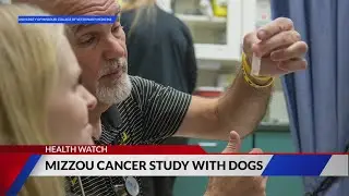 Mizzou's new therapy for dogs with cancer