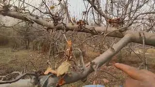 How to stop growth on apple tree | seedling | through pruning