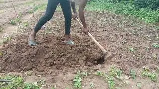 Seedbed:Nursery preparation and planting