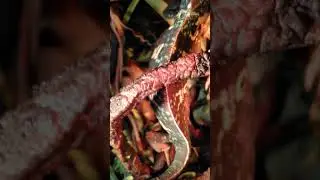Gravid female veiled chameleon behavior and color