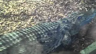 Shaun introducing Rebecca the Siamese crocodile @ crocodiles of the world