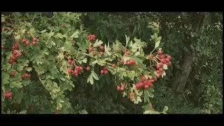 First signs of Autumn 2017, Iphone, Filmic Pro log, Filmconvert, Zhiyun gimbal, 4k