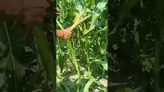 How to Properly Remove Corn Leaves for Maximum Yield | A Farmer's Secret Technique!