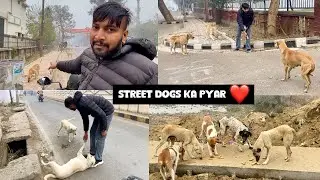 Street Dogs ka Pyar ❤️ || Vlogs 