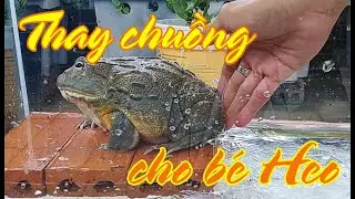 Cách Làm Hồ Nuôi Ếch Bull - African Bullfrog / Vũ Lê Channel
