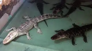 Insta-Gator Ranch and how hatcheries are saving Louisiana's alligators