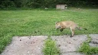 Sam the Quarry Fox, 4 of her cubs playing.