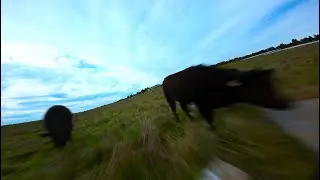 Cow Gates, Heewing T1 Ranger and ImpulseRC Echo 4s 