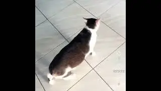 #subscribe #cat #imut #video #video #kucing #kucinglucu