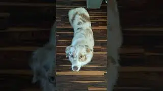 Australian shepherd are wigglebutts