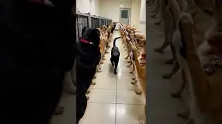 Bossy Cat Inspects Dogs Like a King #catboss #shorts #furriously