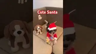 Cute Santa 🐕|Funny cute dog video|Cute shizhu puppy|#cute #shorts #video #youtube #funny #trending