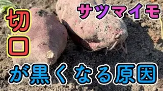 サツマイモの切り口が黒くなる原因！腐っている？！食べられる？！