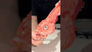 Thorny Head Sushi 🍣 Hidden Omakase Houston, TX